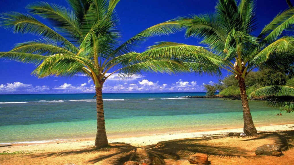 Tropical Paradise: Lush Palm Trees & Crystal-Clear Waters Wallpaper