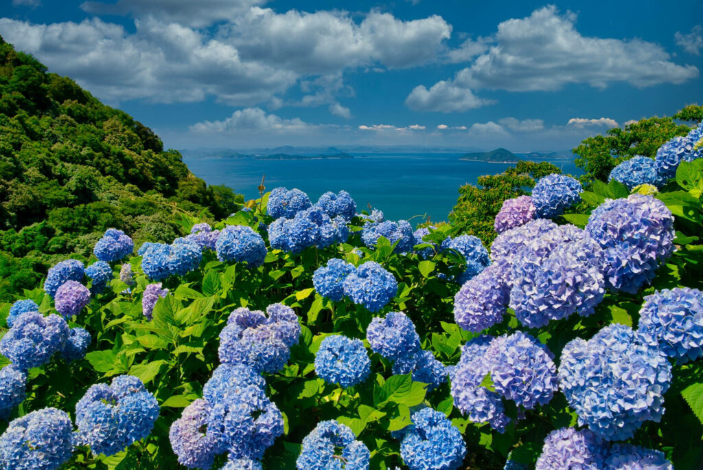Serene Coastal Beauty: Captivating Blue Hydrangeas Amidst Verdant Trees and Ocean Vista Wallpaper