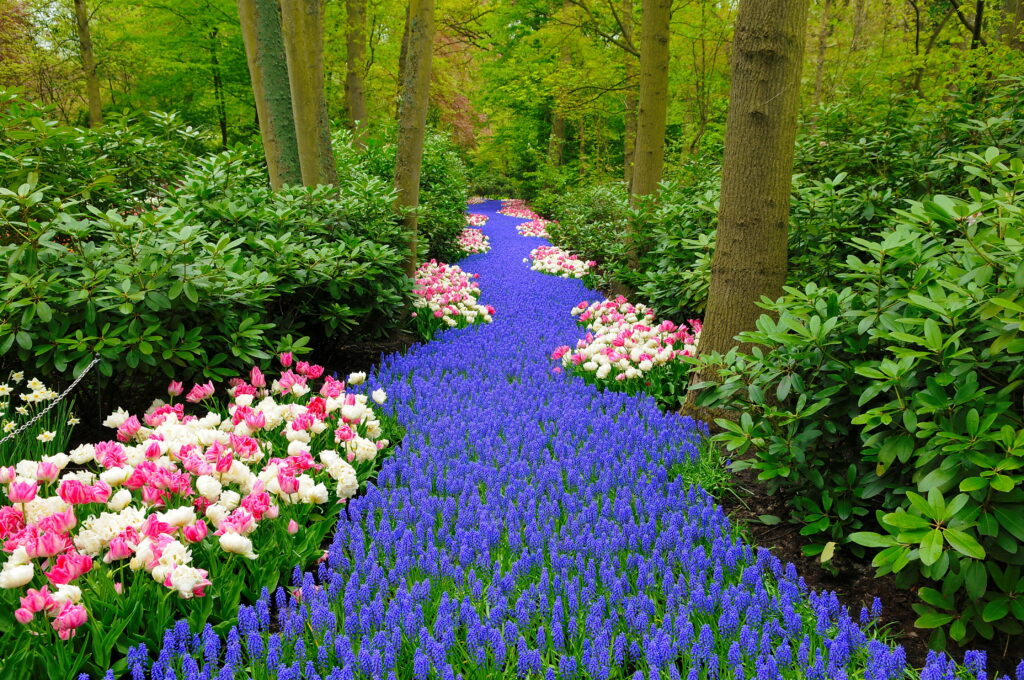 Keukenhof: A Colorful River of Lovely Tulips in Holland's Bonito Spring Park - 4K Wallpaper Background
