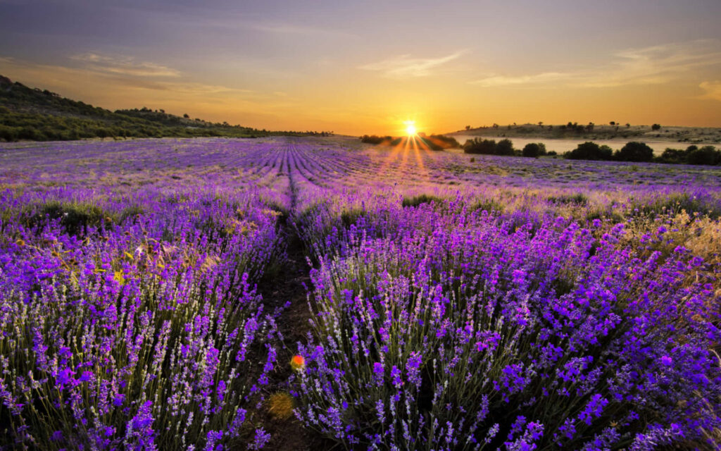 Splendid Sunset over Lavender Fields: A Breathtaking Wallpaper