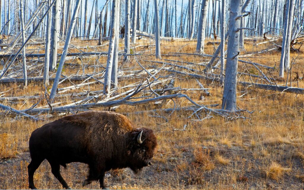Majestic Bison in Autumn Forest - 1920x1200 Wallpaper Background