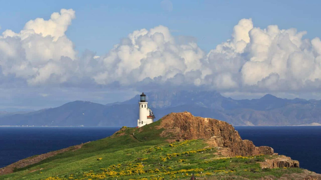Serene California Sunset Wallpaper: Lighthouse & Vibrant Flowers