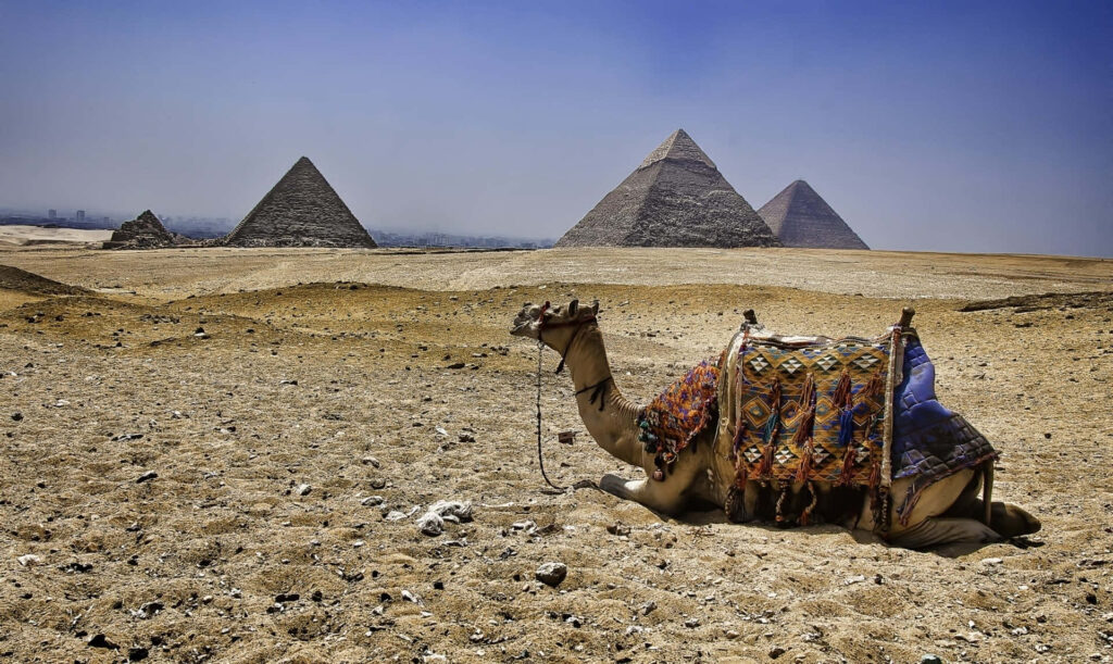 Serene Camel Wallpaper: Giza Pyramids & Golden Desert Sands