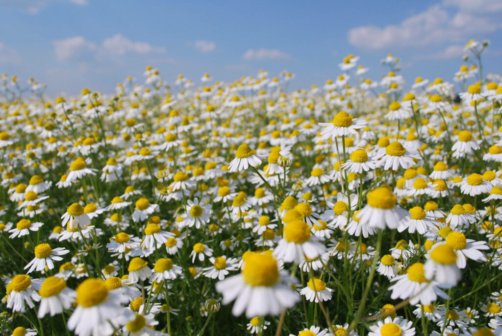 Breathtaking Chamomile Field with White Petals & Yellow Centers Wallpaper