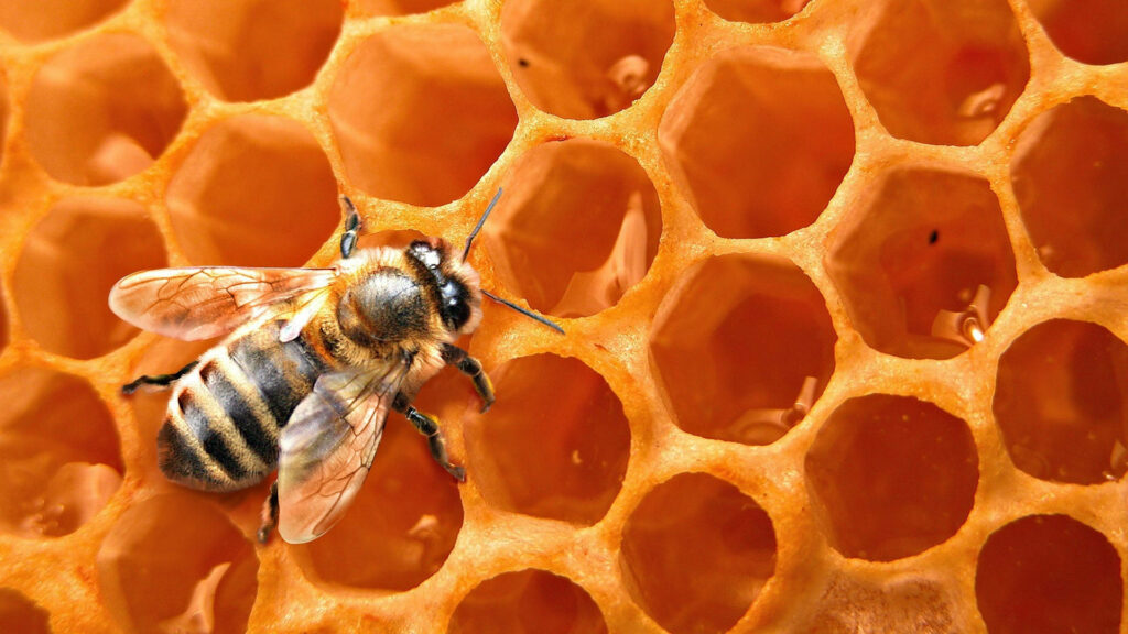 Marvelous Microcosm: Captivating Honey Bee Macro Wallpaper with Hexagonal Honeycomb Backdrop