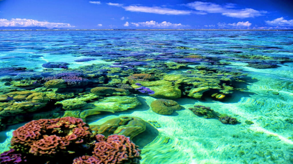 Stunning Coral Reef Wallpaper: Vibrant Underwater Paradise