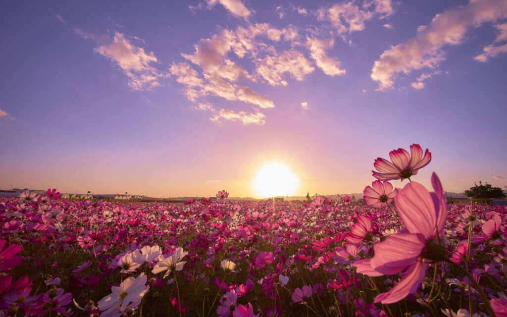 Sunny Cosmos Flower Field at Sunset: A Vibrant, Serene Landscape Wallpaper