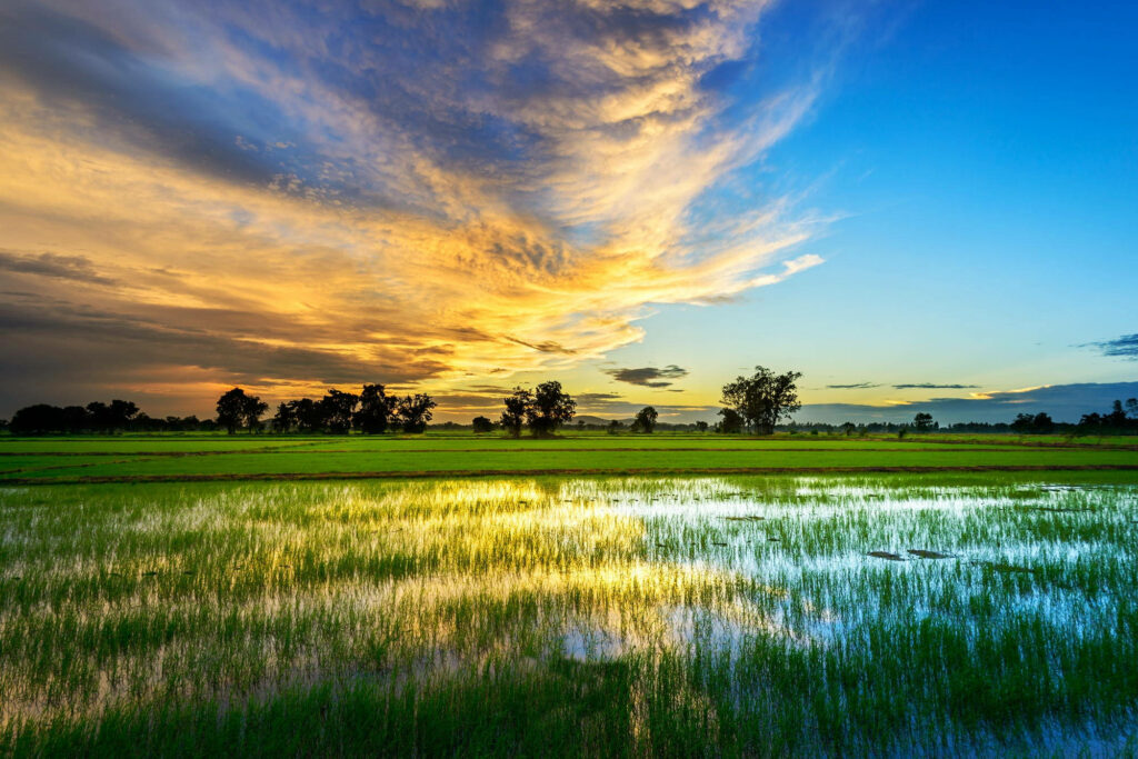 Breathtaking countryside with lush green fields and golden sunset reflecting on serene landscape Wallpaper