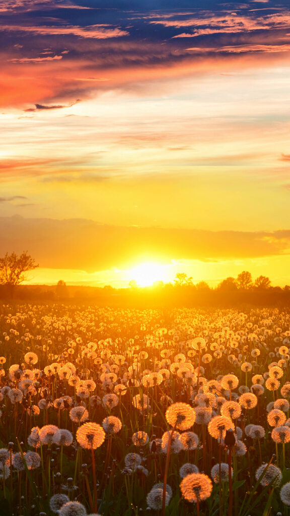 Breathtaking Dandelion Field at Sunset - 4K Ultra HD Background Wallpaper