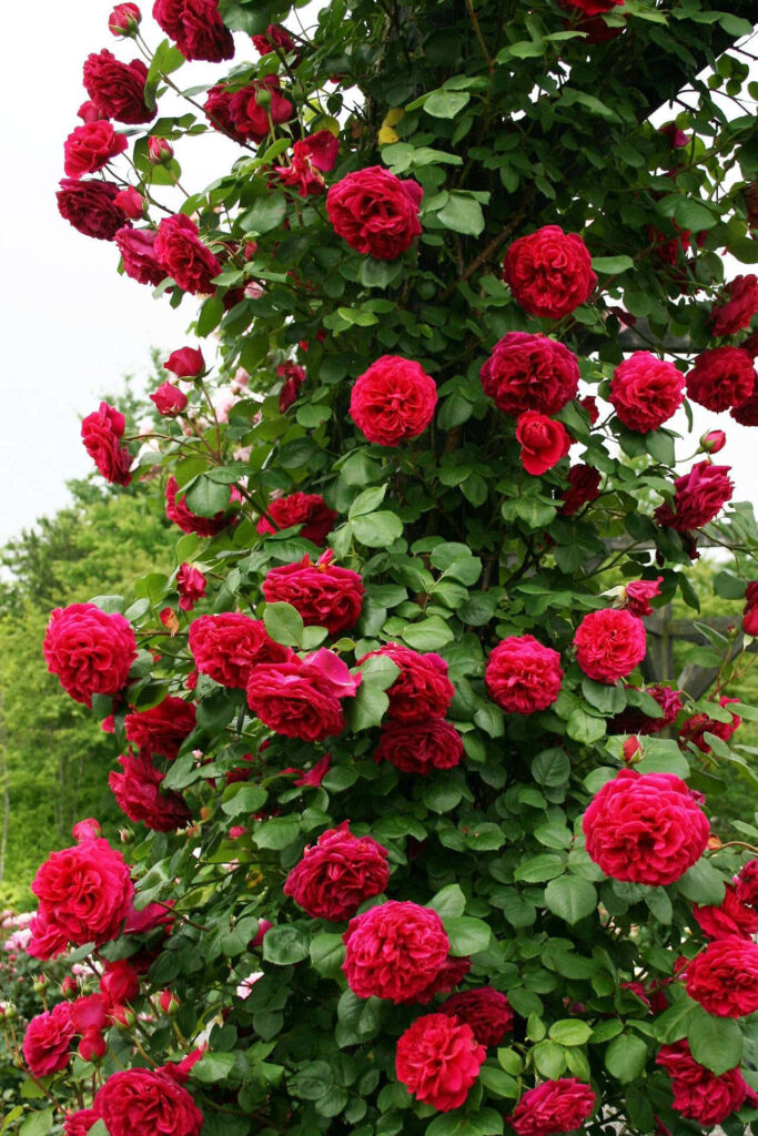 Breathtaking Deep Red Roses on Lush Green Creeper Wallpaper