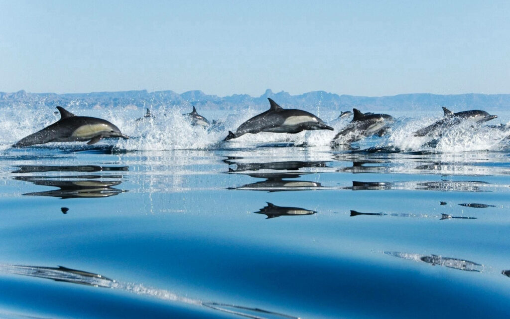 Playful Dolphins Leaping: Serene Blue Ocean Wallpaper Background
