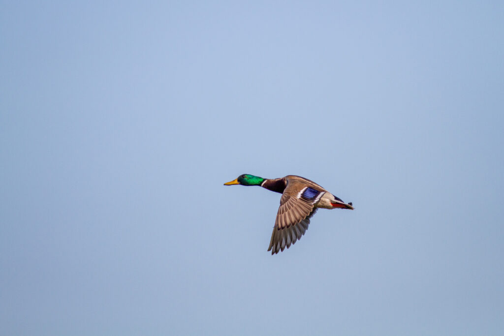 Graceful Duck in Flight Wallpaper Against Clear Blue Sky