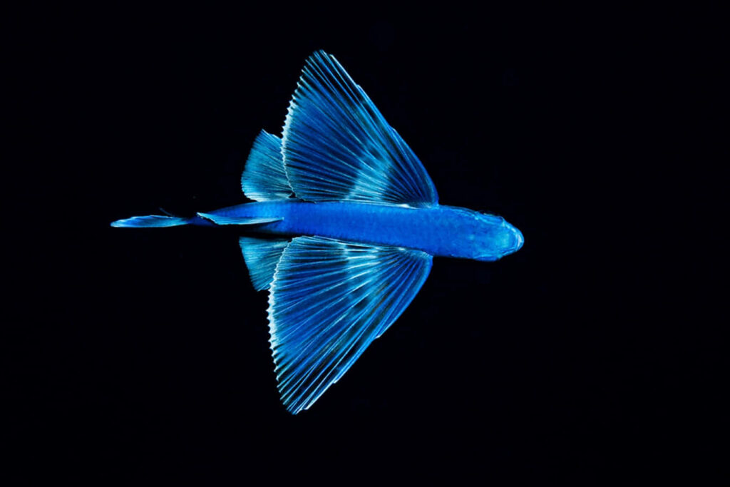 Stunning Flying Fish Wallpaper: Graceful Wings Over Ocean Waves