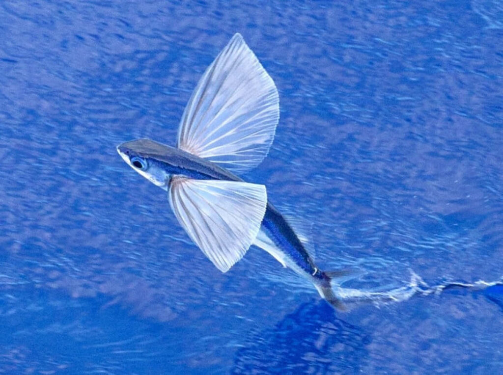 Breathtaking Flying Fish Wallpaper: Ocean View with Vibrant Blue Background