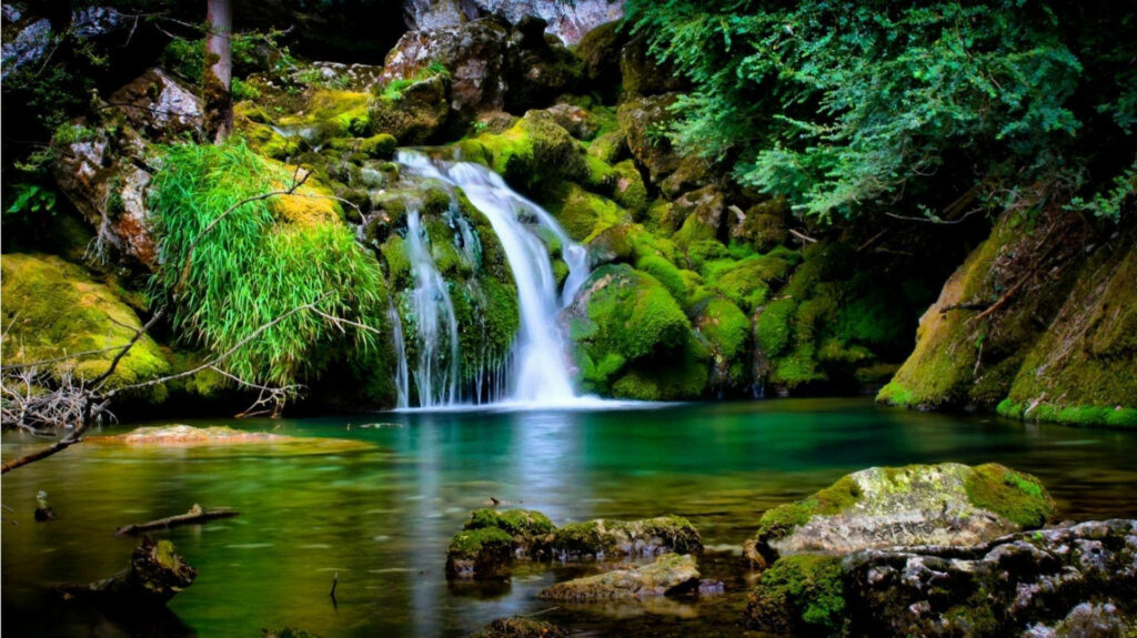 Enchanting Woodland Oasis: Immerse in the Beauty of Spring with this Full HD 1920x1080 Wallpaper