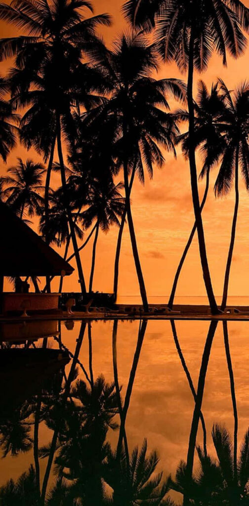 Breathtaking Hawaiian Sunset Wallpaper with Palm Trees Reflection