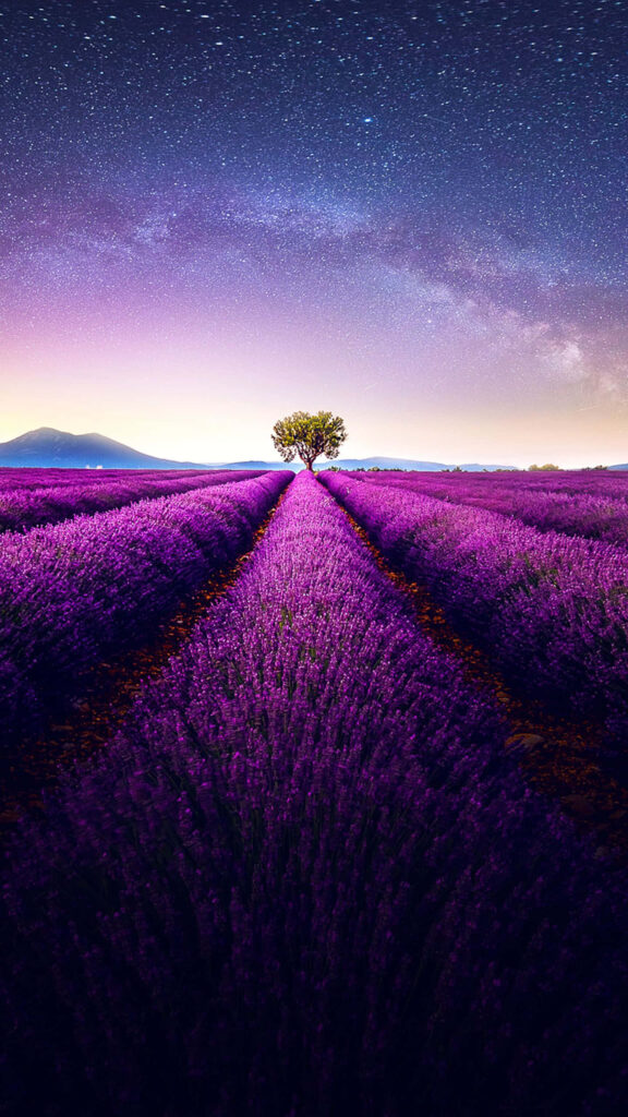 Serene Lavender Field Wallpaper: Starry Night & Lone Tree Background