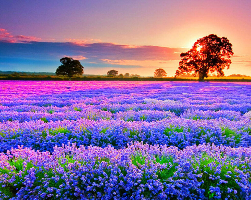 Vibrant Lavender Field at Sunset - Serene Scenic Background Wallpaper
