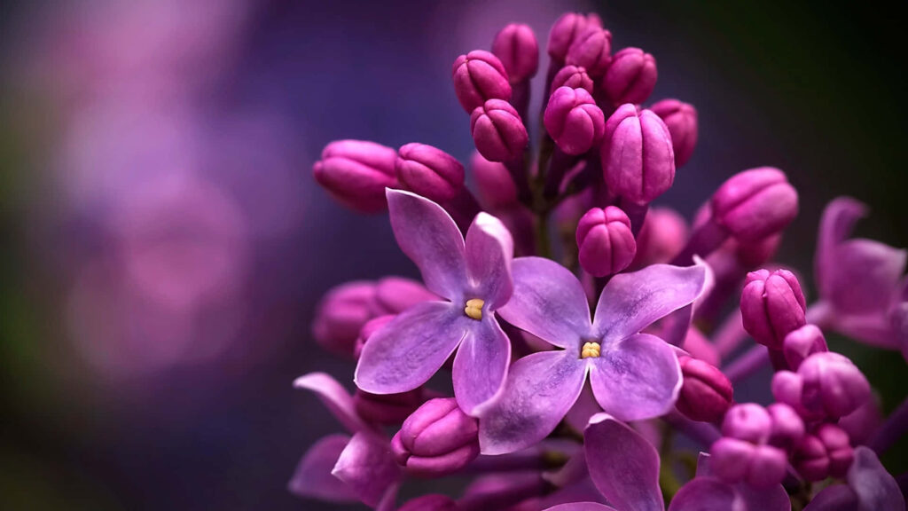 Serene Lilac: A Captivating Symphony of Flower Buds Wallpaper