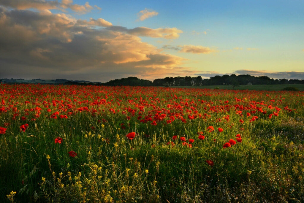 Breathtaking Midlothian Poppy Fields Wallpaper: Vibrant Sunset Beauty