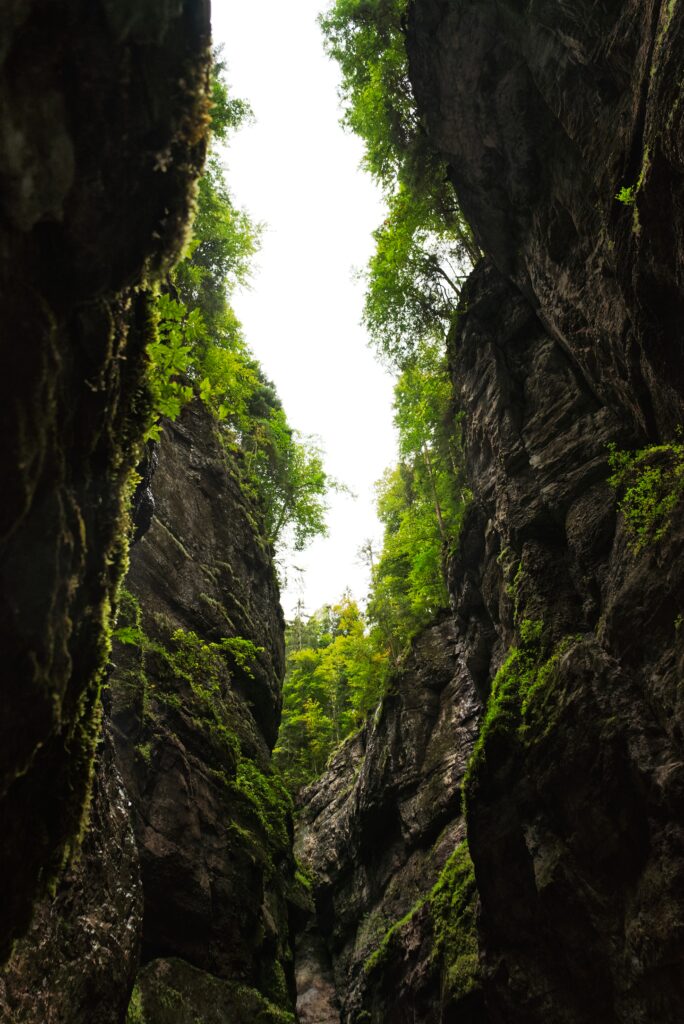 Breathtaking gorge with rocky cliffs lush green moss and trees bathed in natural light wallpaper