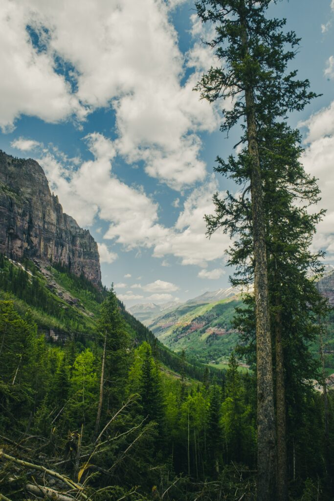 Breathtaking landscape wallpaper with towering trees rugged mountains dense forest and bright sky