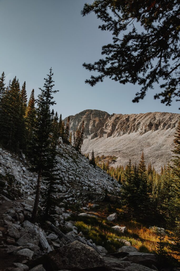 Mountain landscape wallpaper with rugged rocks tall spruce and pine trees in sunlight