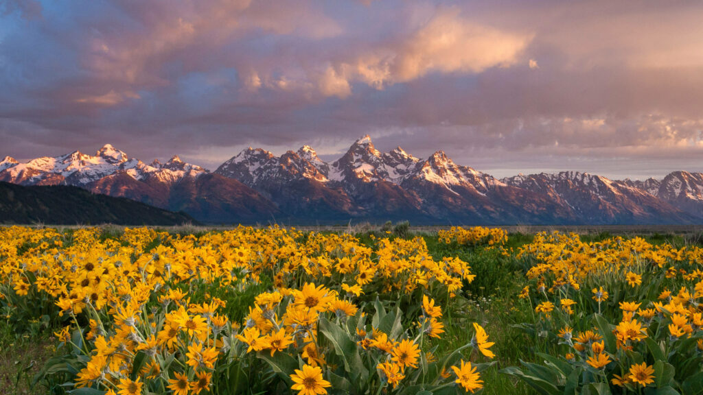Panoramic View of Breathtaking Balsam Root Wildflower Field in Grand Teton National Park: A Majestic 2560x1440 Nature Wallpaper