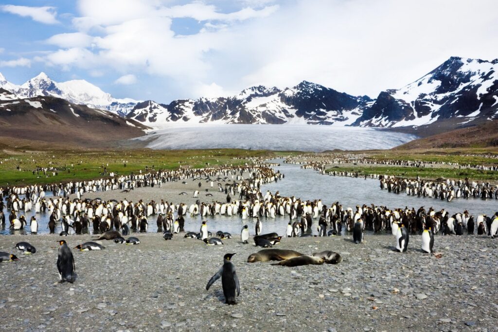 Breathtaking Penguin Flock Wallpaper Near Tranquil Mountain Range