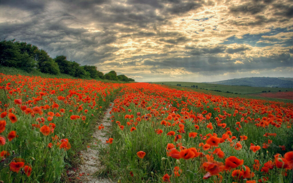 Vibrant Poppy Field Wallpaper: Breathtaking Lancaster Landscape