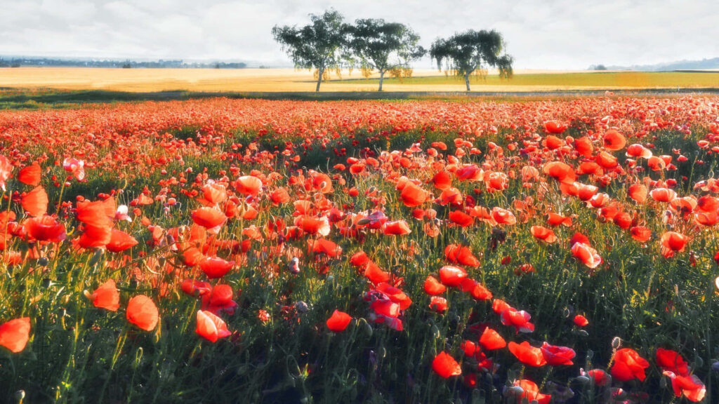 Breathtaking Red Poppy Field Wallpaper with Serene Sky & Trees