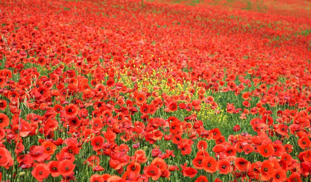 Vivid Red Poppy Wallpaper: Serene Natural Landscape Background