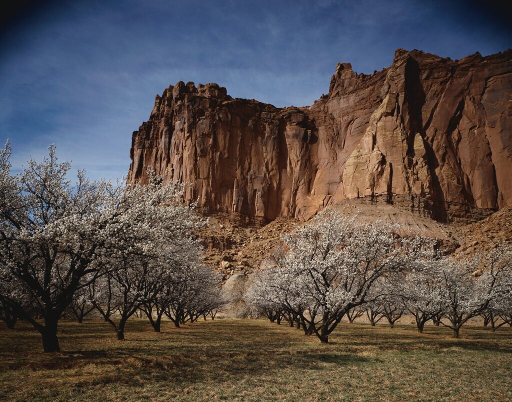 Breathtaking red rock canyon with blooming spring trees under a clear blue sky high definition Wallpaper