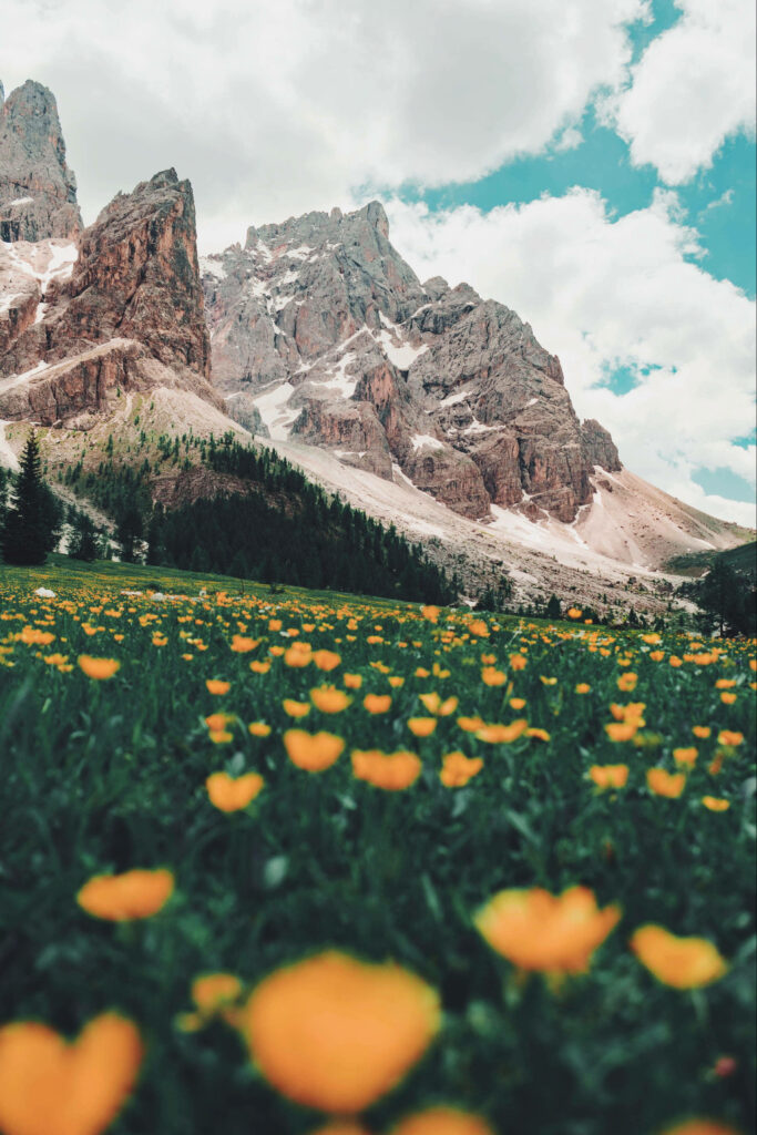 Vibrant Rolle Pass Wallpaper: Golden Poppies & Rugged Mountains