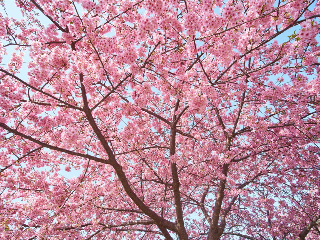Vibrant Sakura Tree Wallpaper: Spring Blossoms Against Blue Sky