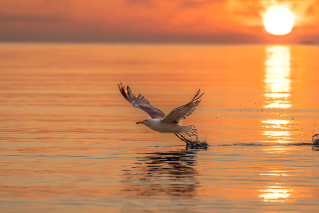 Seagull Silhouette at Sunset: Stunning Serene Sea Wallpaper