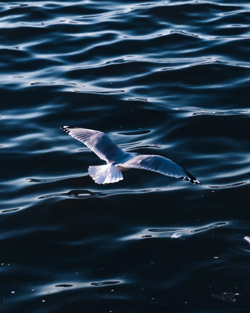 Breathtaking Seagull Wallpaper Soaring Over Deep Blue Sea Background