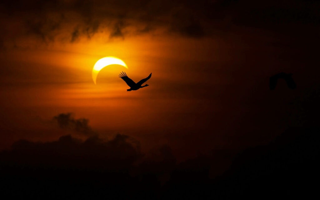 Stunning Solar Eclipse Wallpaper with Silhouetted Bird and Golden Glow