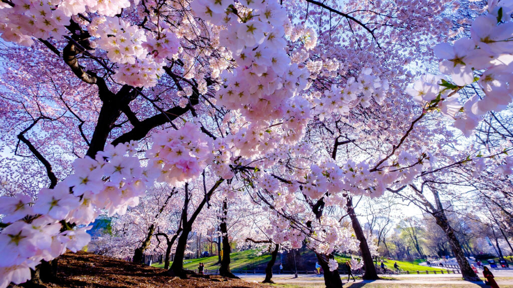 Blossoms in Full Bloom: Captivating Cherry Flowers Engulf This Stunning 5K Spring Wallpaper!