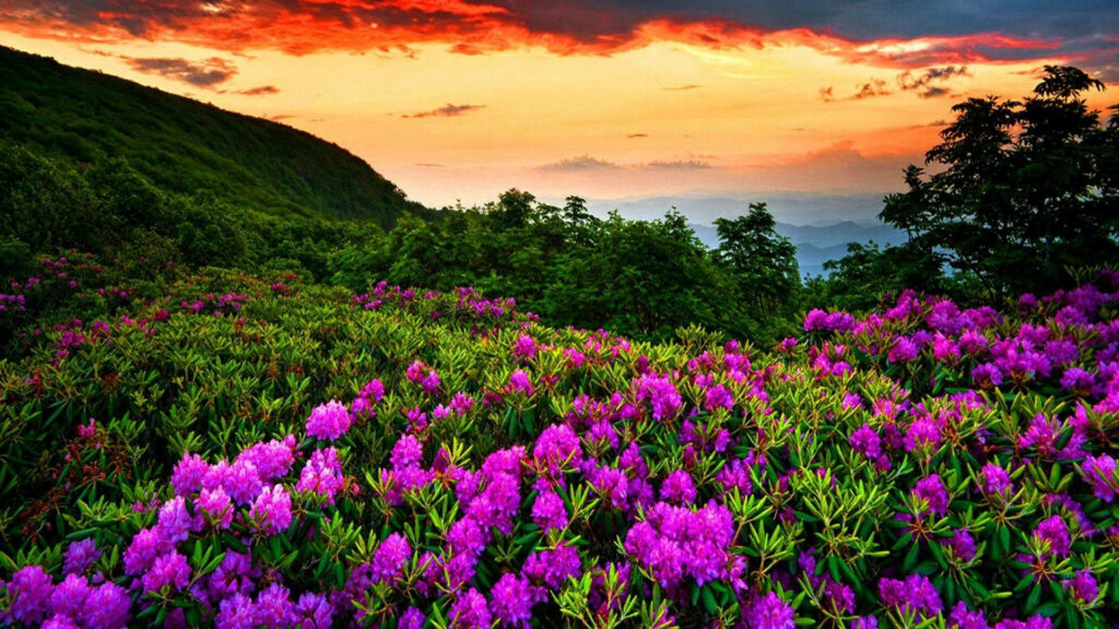 Breathtaking Spring Sunset Wallpaper Over Vibrant Flower Field