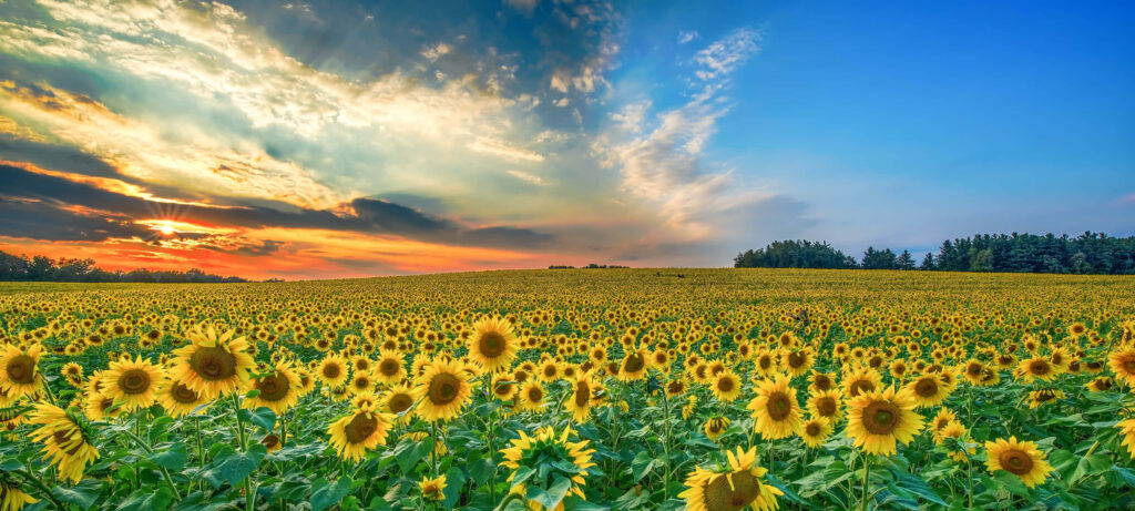 Breathtaking Sunflower Field at Sunset: Nature's Tranquil Beauty Wallpaper