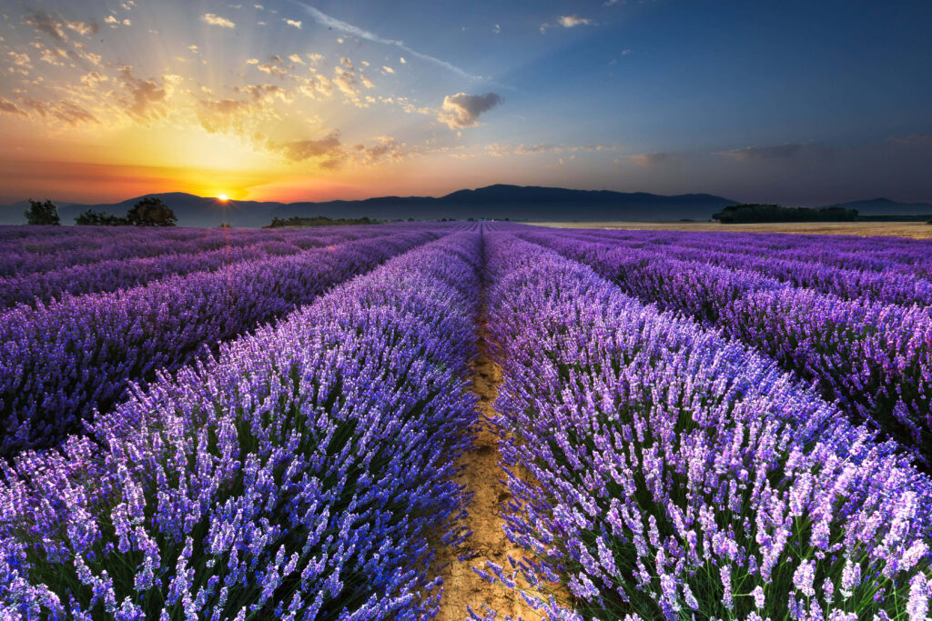 Breathtaking Lavender Field Sunrise Wallpaper - Vibrant Purple Horizon