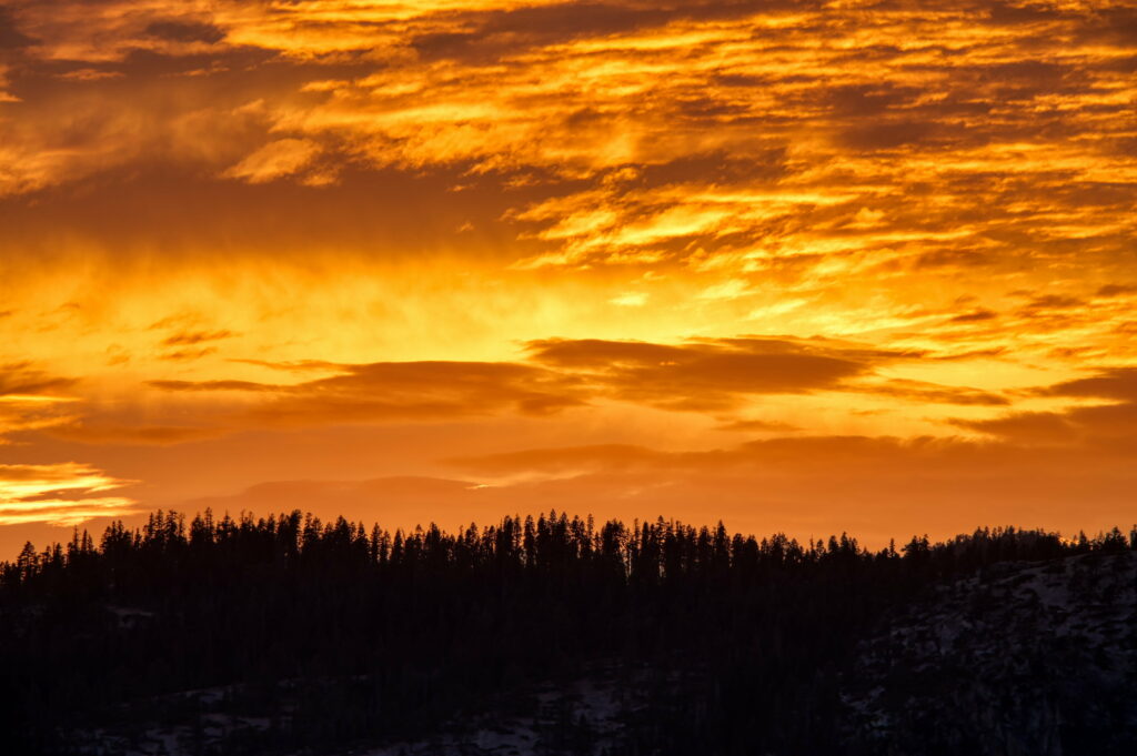 Stunning HD Sunset Wallpaper: Tall Trees Silhouetted Against Golden Sky