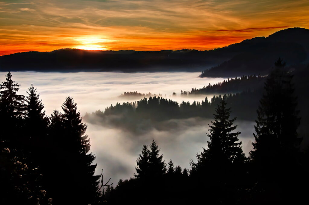 Breathtaking Sunset Over Forest: Serene HD Wallpaper Background