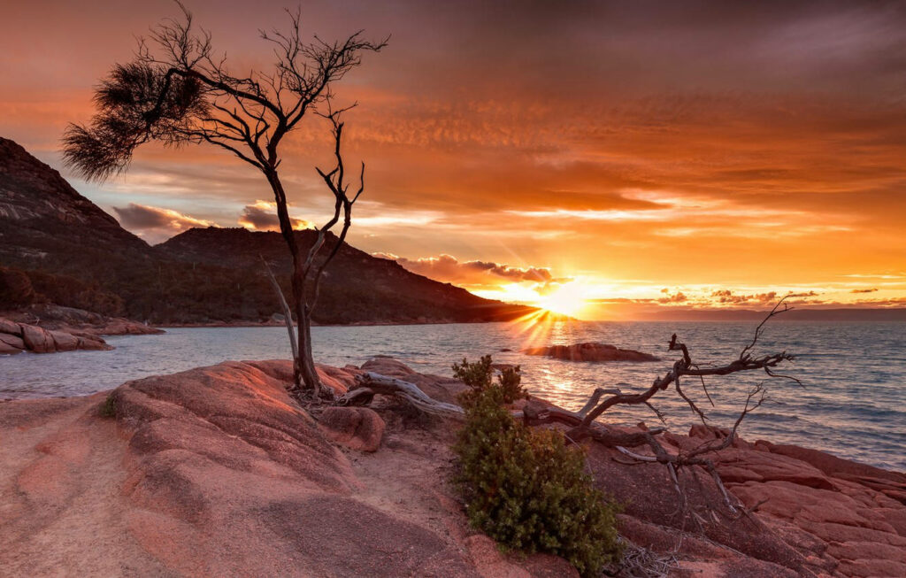 Breathtaking Sunset Wallpaper: Silhouetted Tree & Rugged Coastline