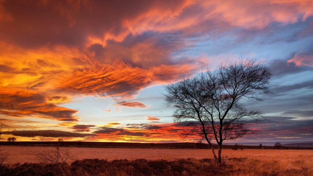 Stunning Sunset HD Wallpaper: Vibrant Sky Over Open Field & Tree