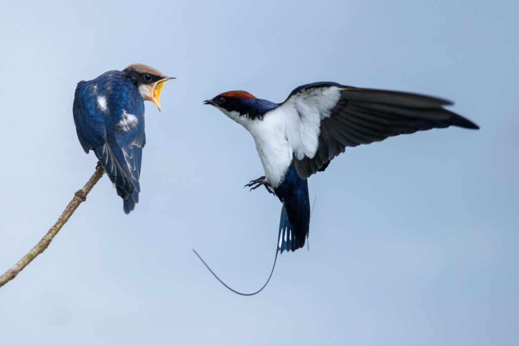Stunning Swallows in Flight - Beautiful Blue Sky Wallpaper
