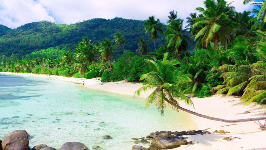 Tropical Beach Paradise with Palm Trees and Turquoise Waters Wallpaper