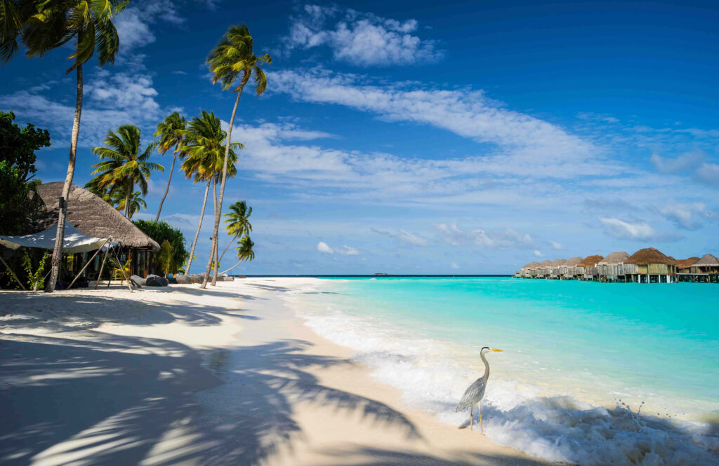 Idyllic Beach Paradise: Turquoise Waters & Lush Palm Trees Wallpaper