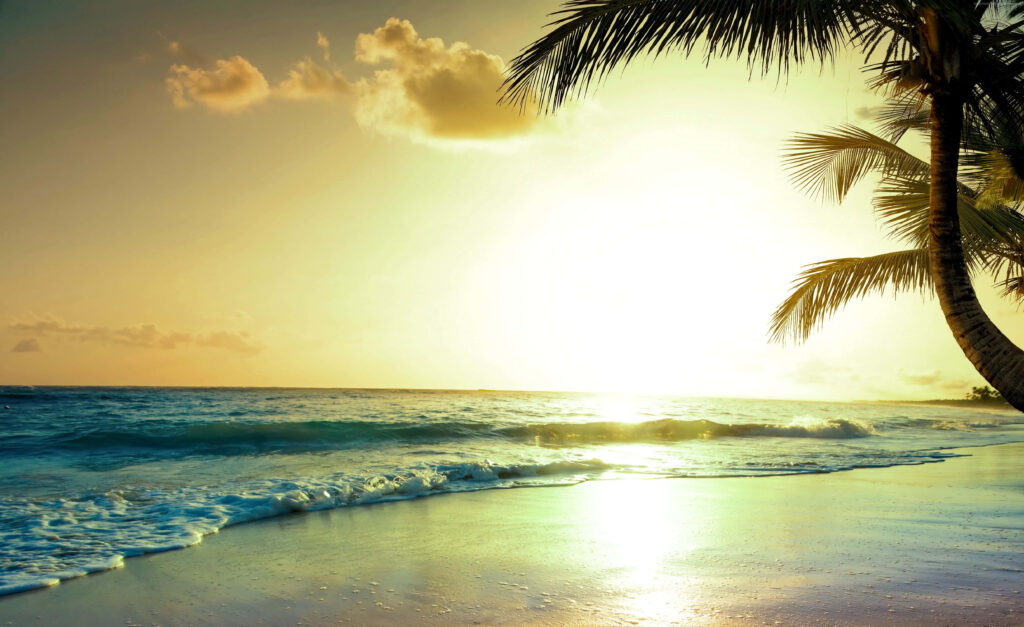 Breathtaking Tropical Sunset Wallpaper with Silhouetted Palm Tree